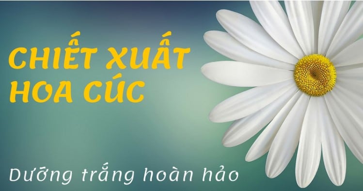 Chiết xuất từ hoa cúc làm trắng da hiệu quả